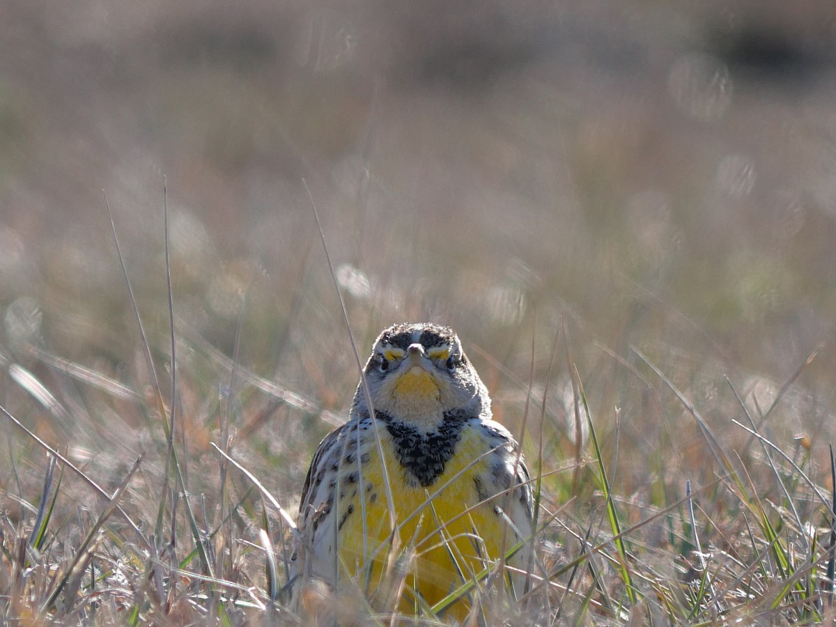 Eastern Meadowlark - ML649164688
