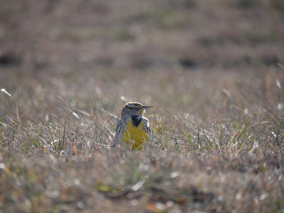 Eastern Meadowlark - ML649164689