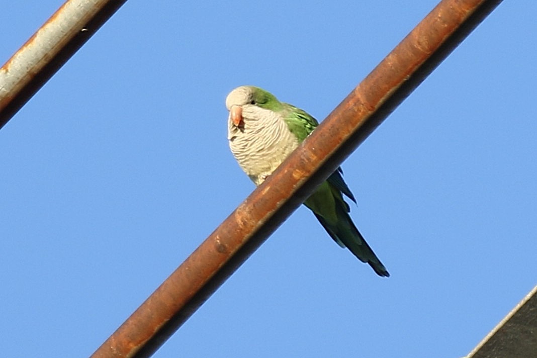 תוכי נזירי - ML649164690