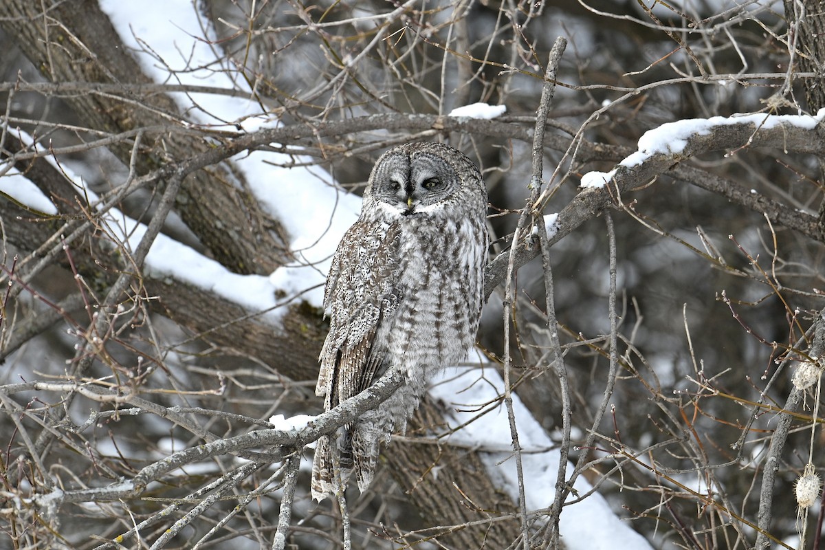 לילית אפורה - ML649164692
