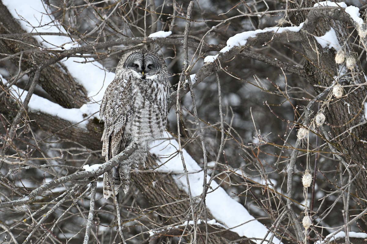 לילית אפורה - ML649164693