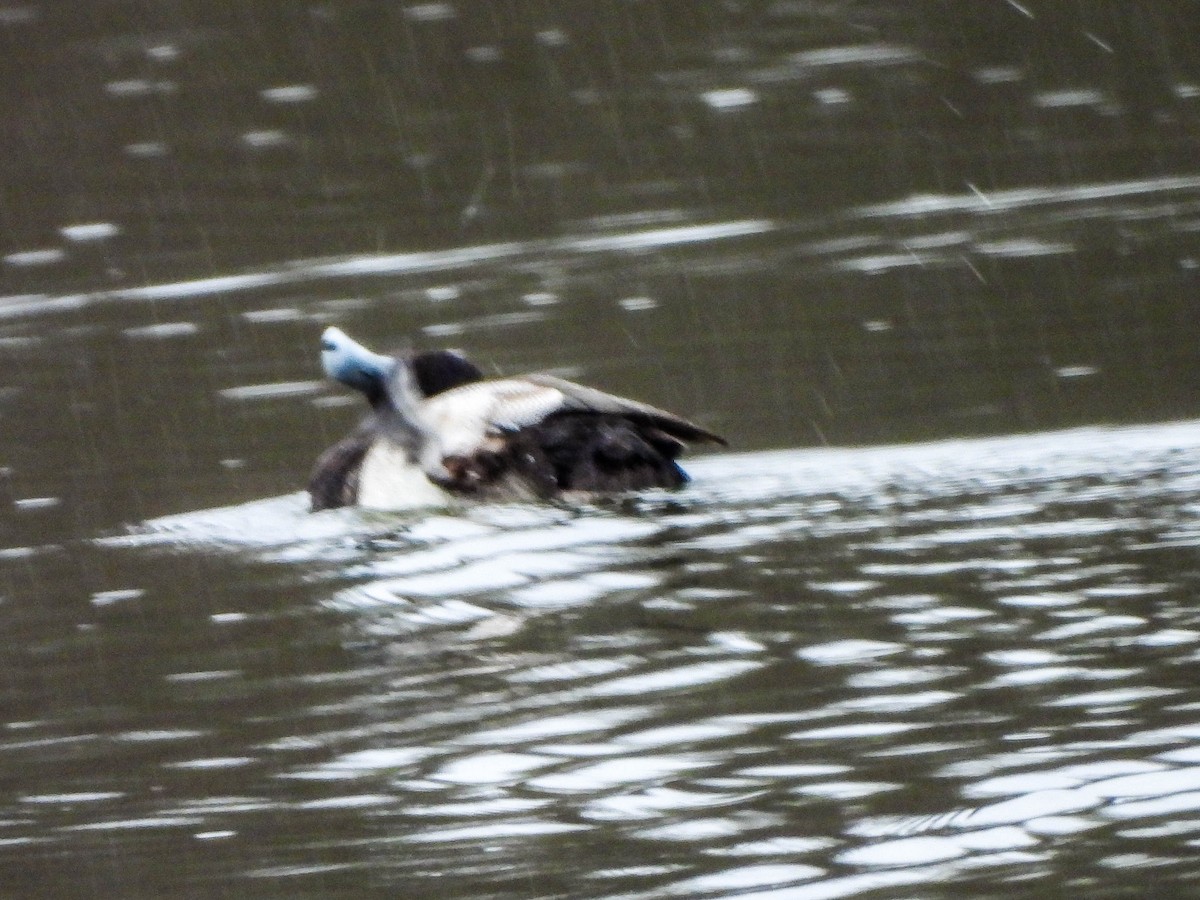 צולל בינוני - ML649164695