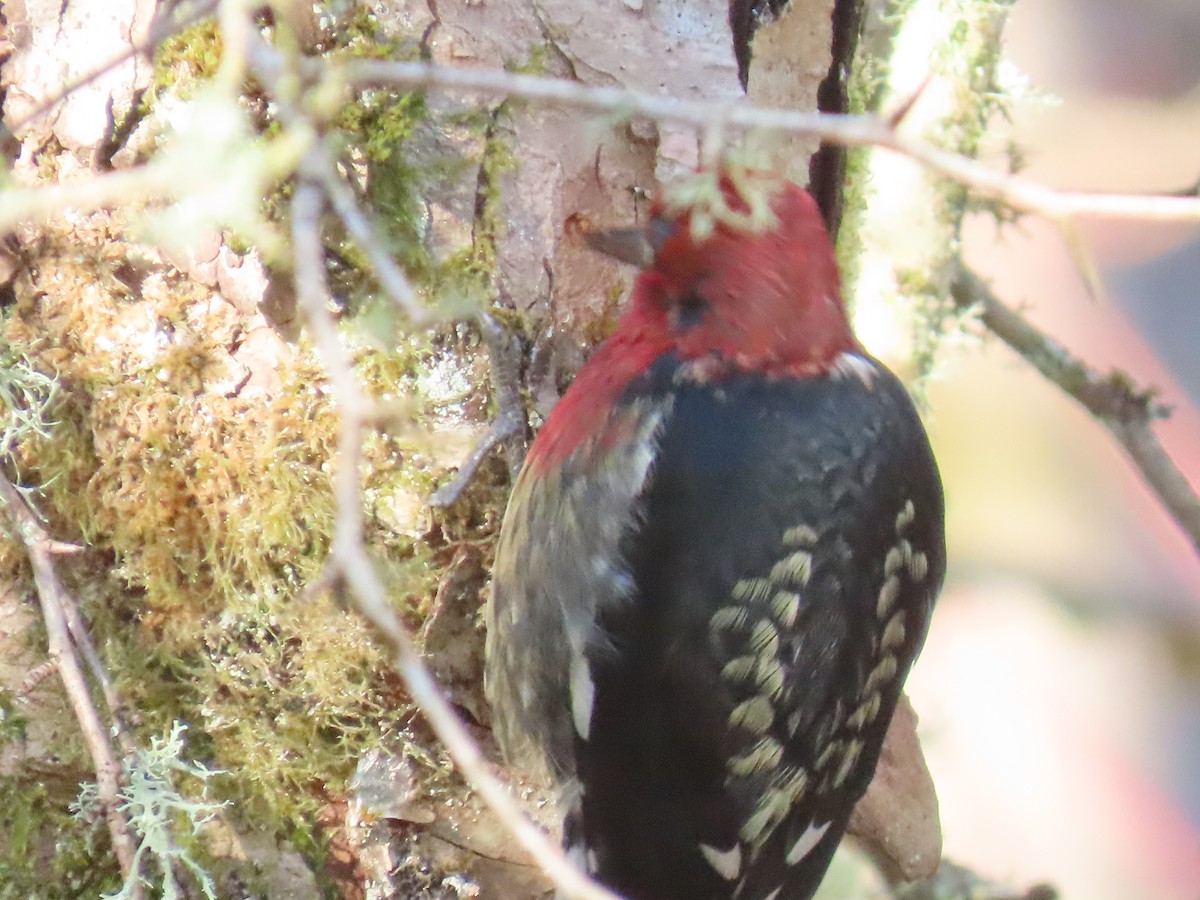 Red-breasted Sapsucker - ML649164696