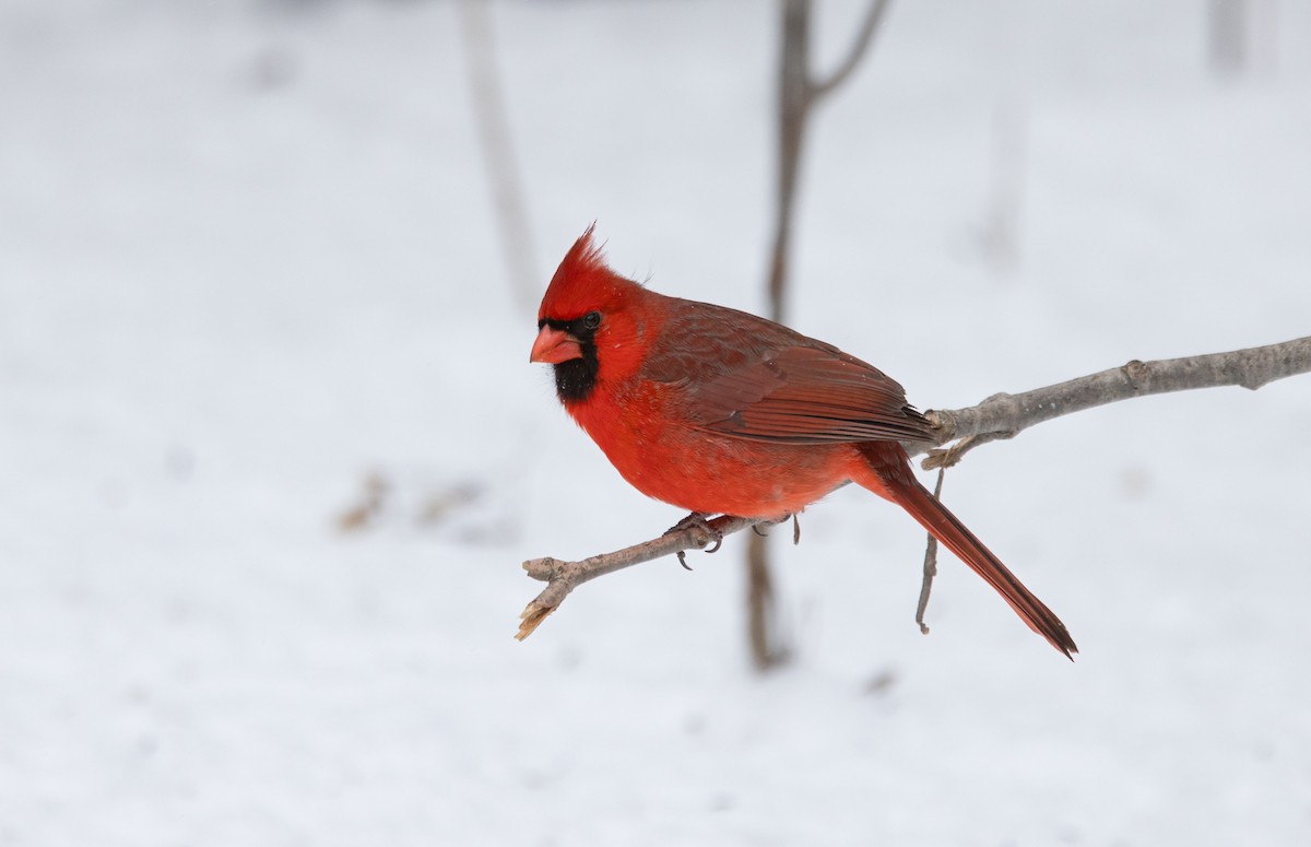 קרדינל צפוני - ML649164697