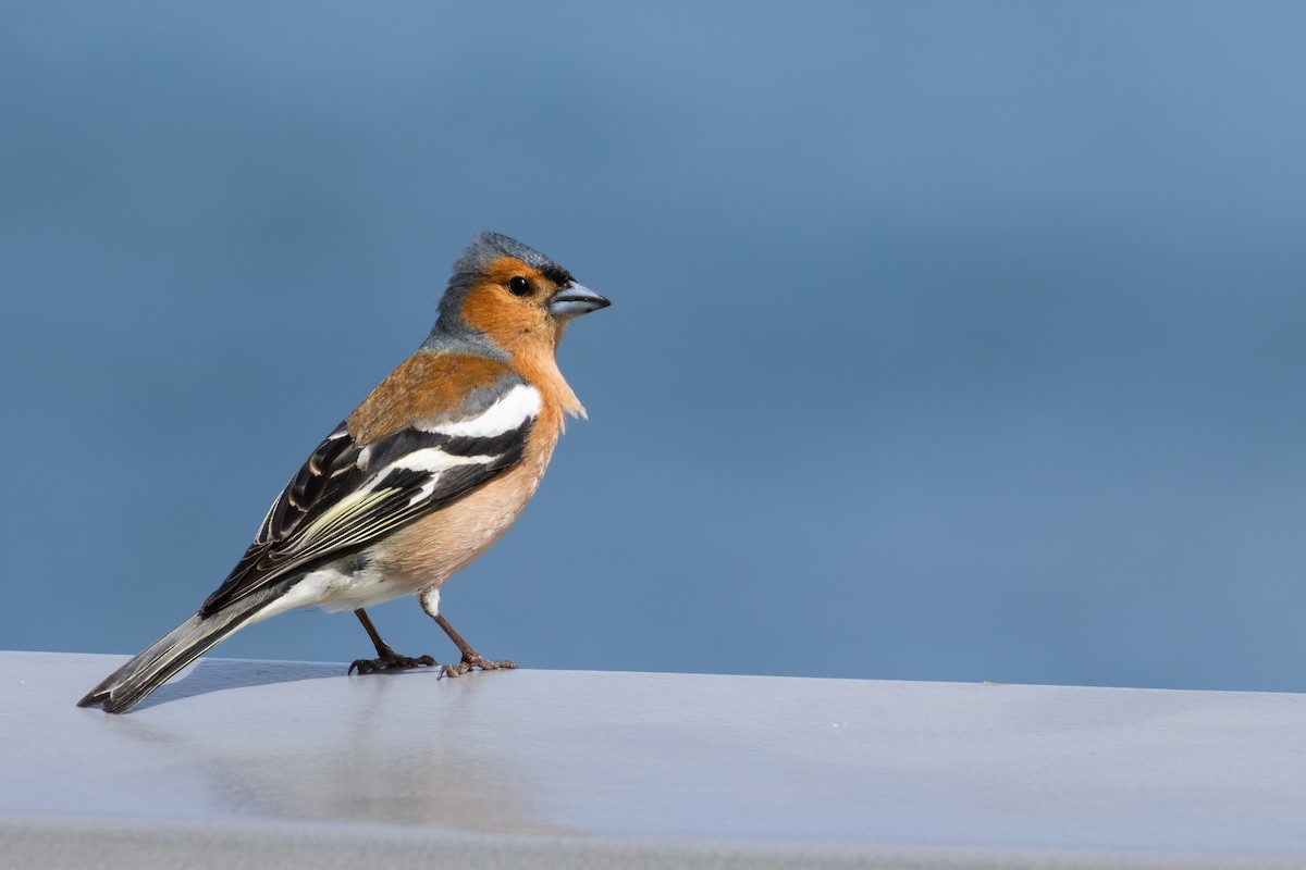 פרוש מצוי - ML649164698