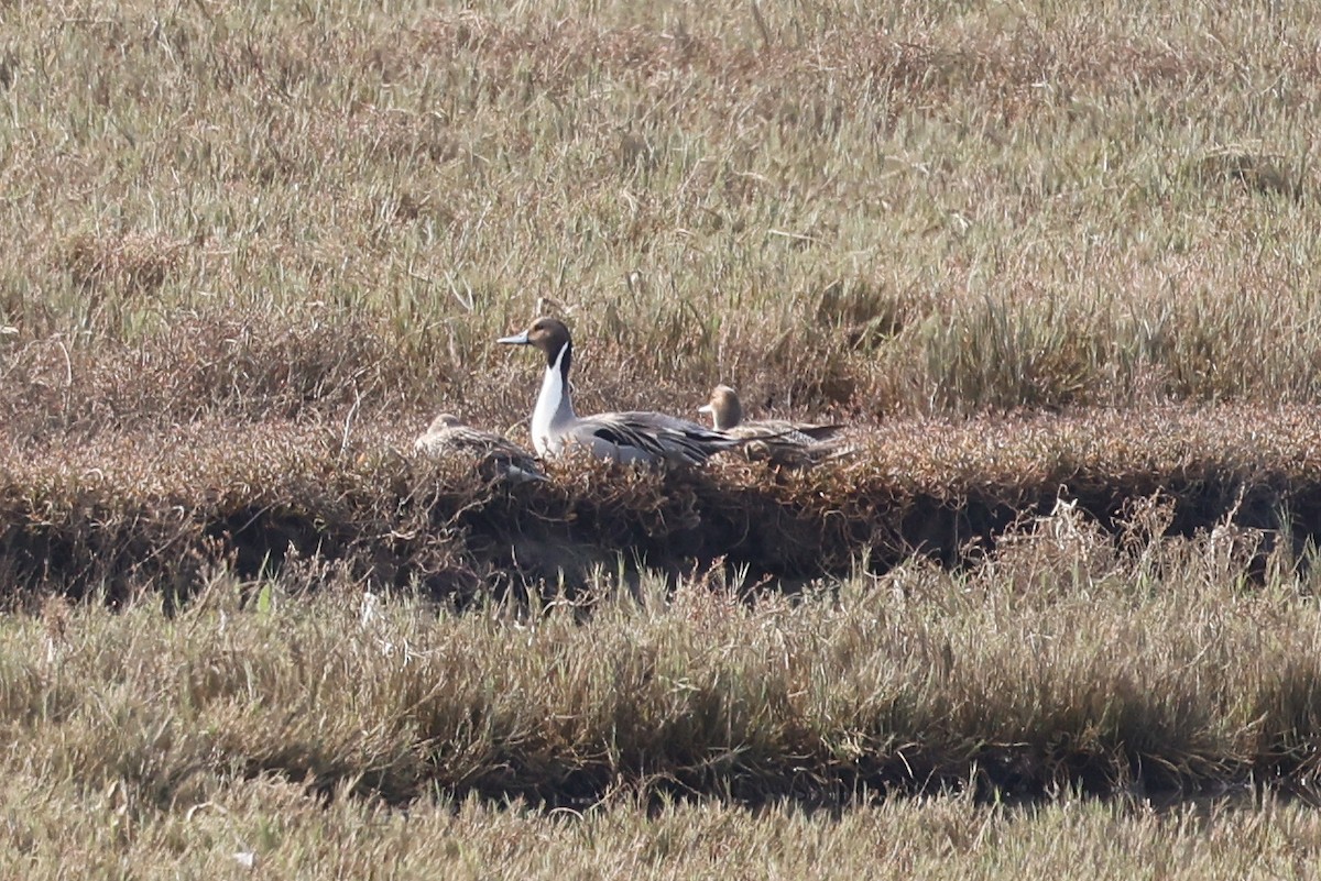 ברווז חד-זנב - ML649164700