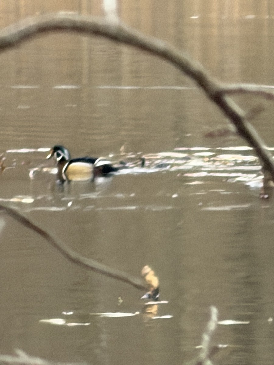 מנדרין אמריקני - ML649164703