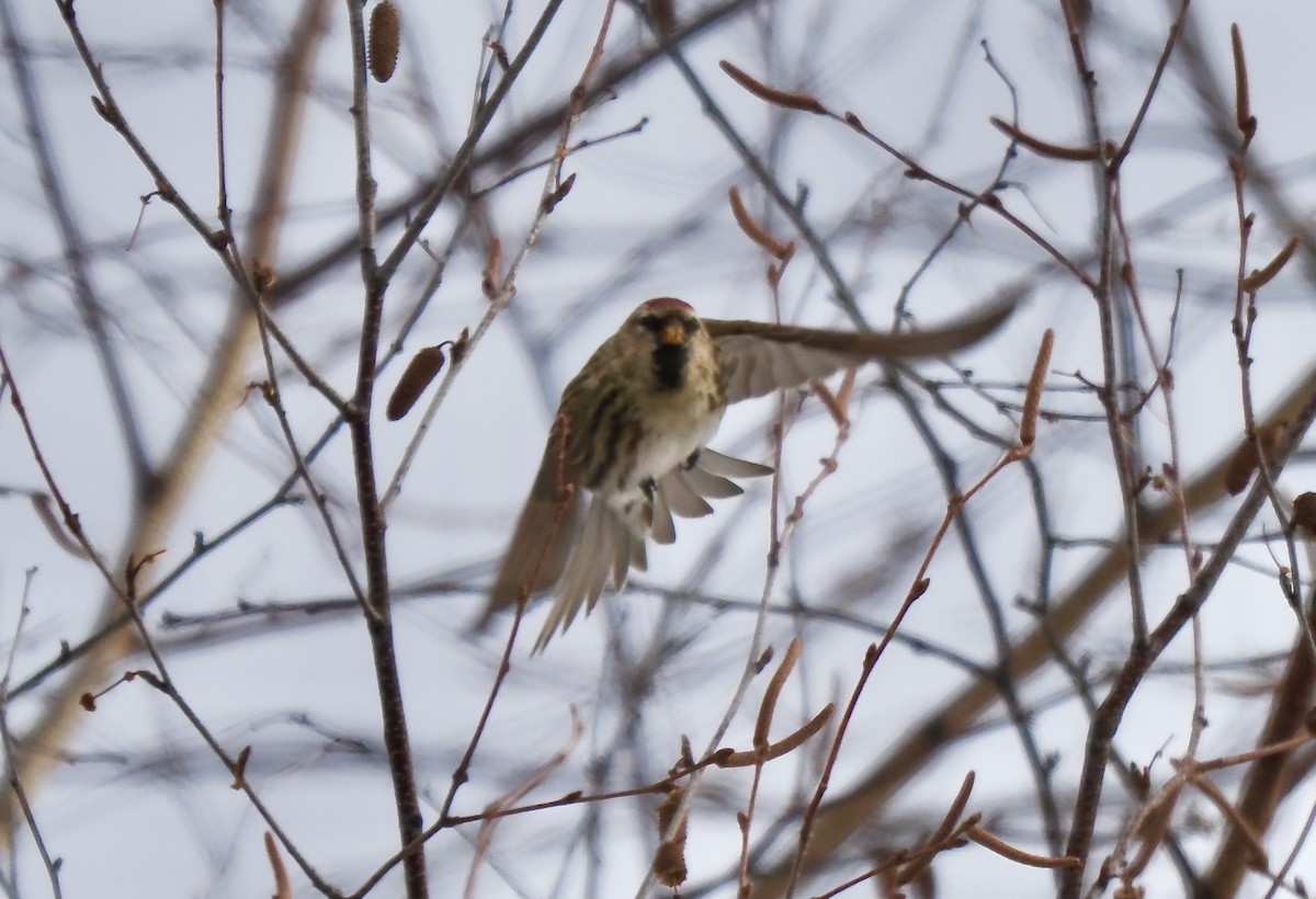 Redpoll (Common) - ML649164705