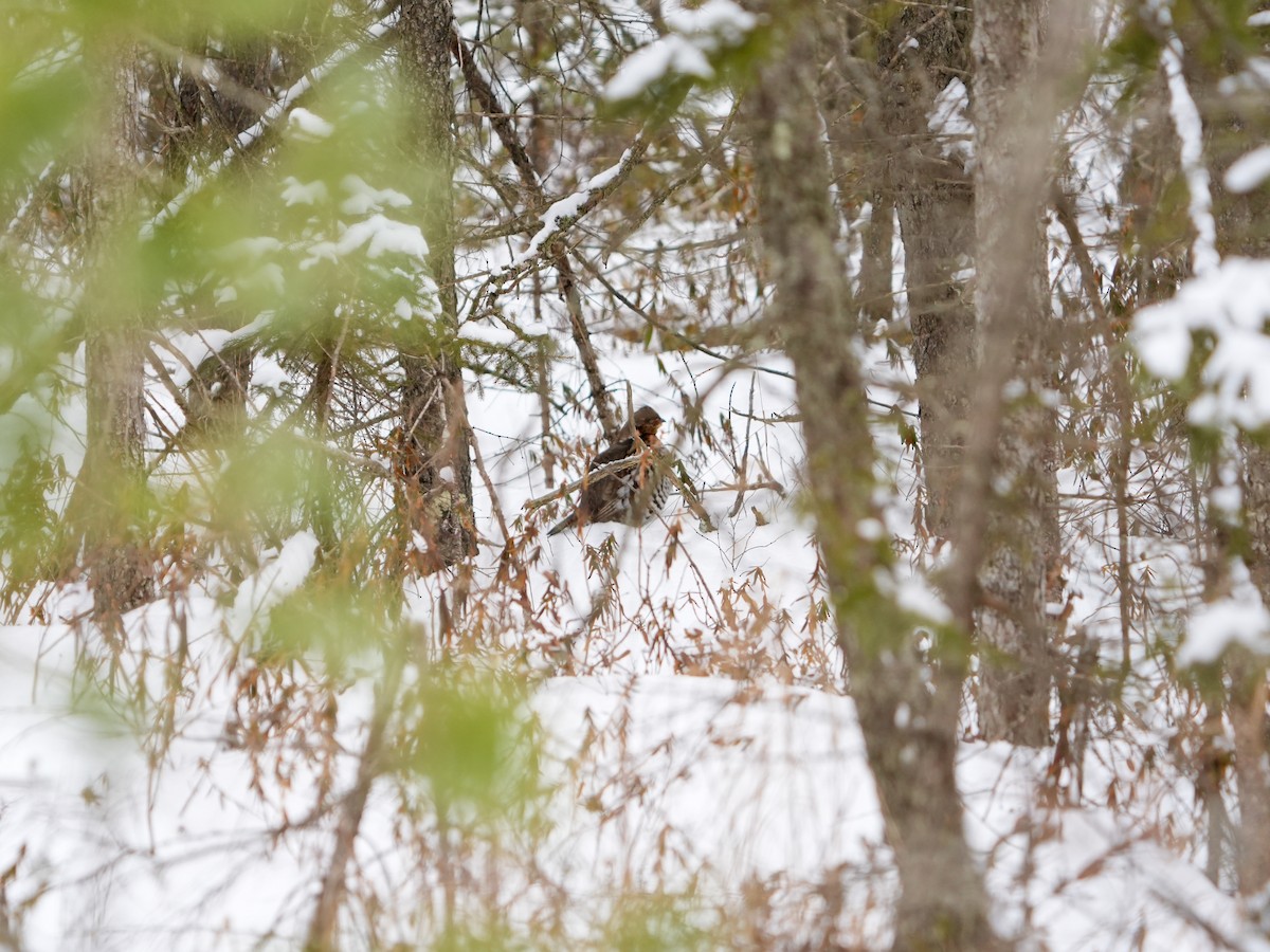 jeřábek kanadský - ML649164796