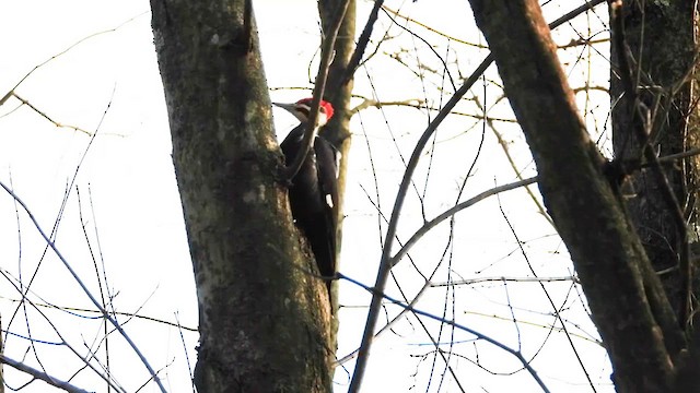 Хохлатая желна - ML649164884