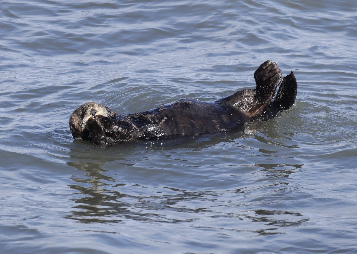 Sea Otter - ML649164893