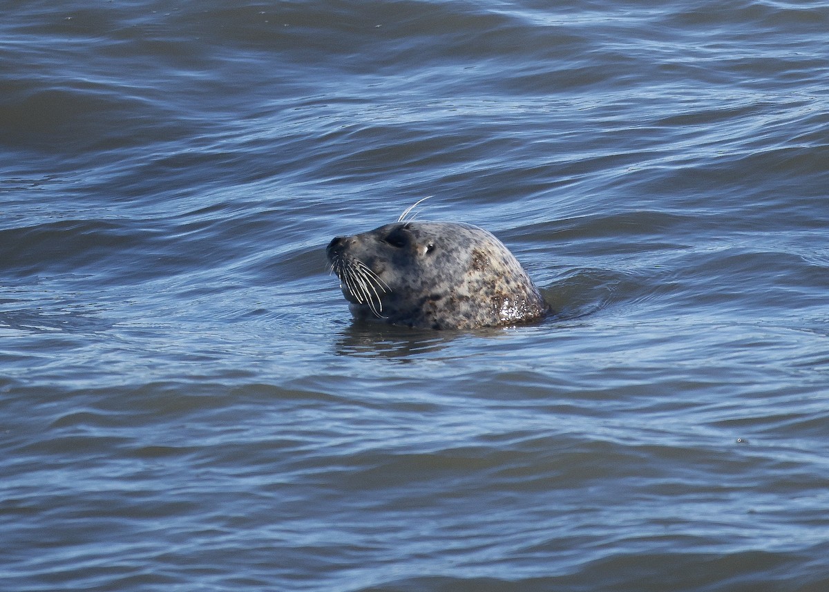 פוקת המפרץ - ML649164903