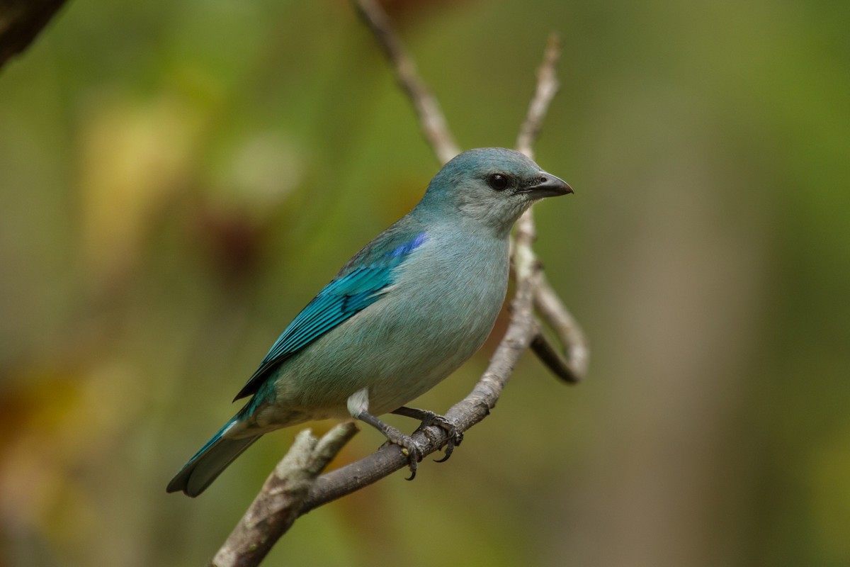 Azure-shouldered Tanager - ML64916531