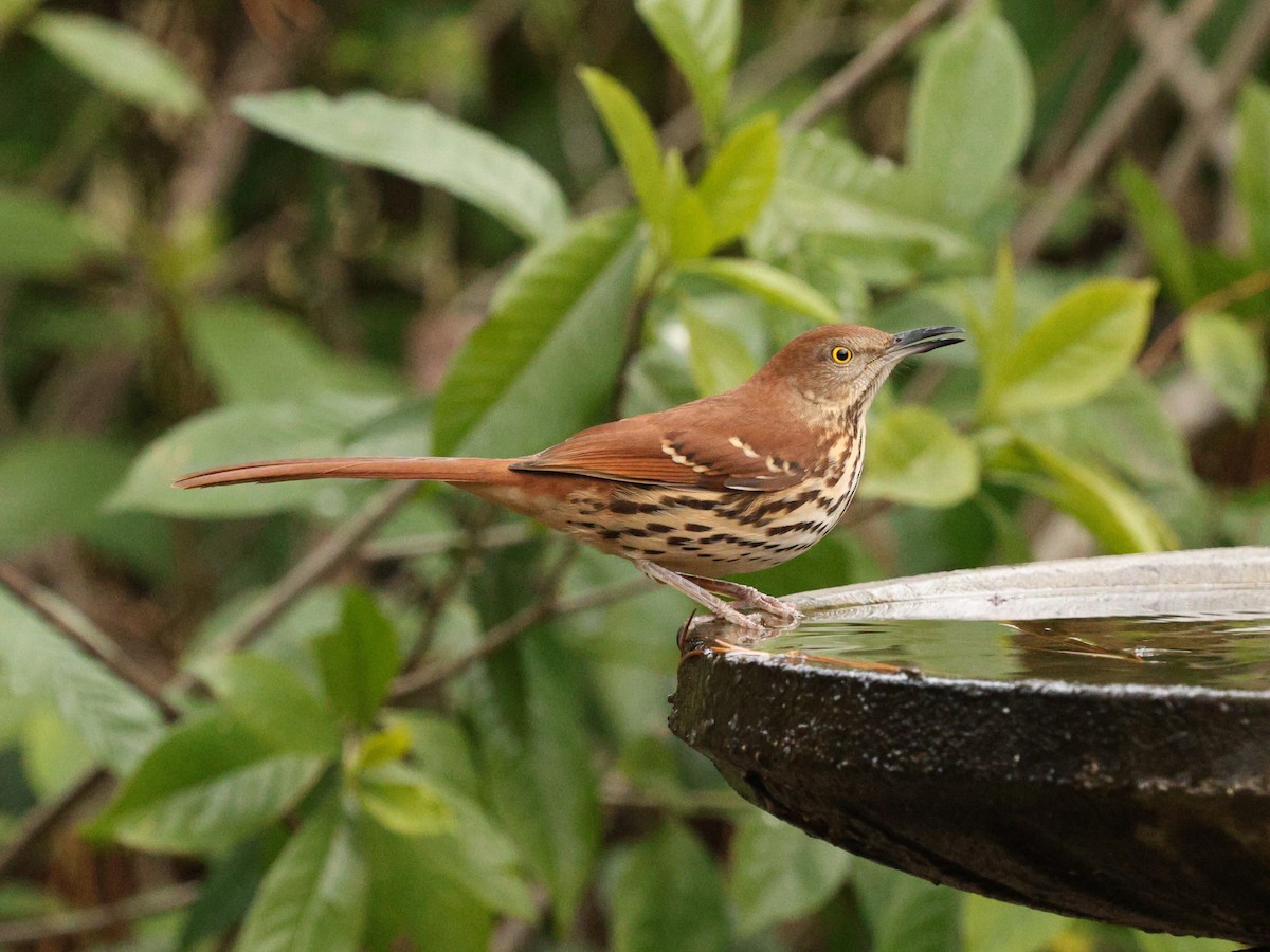 Moqueur roux - ML649165314