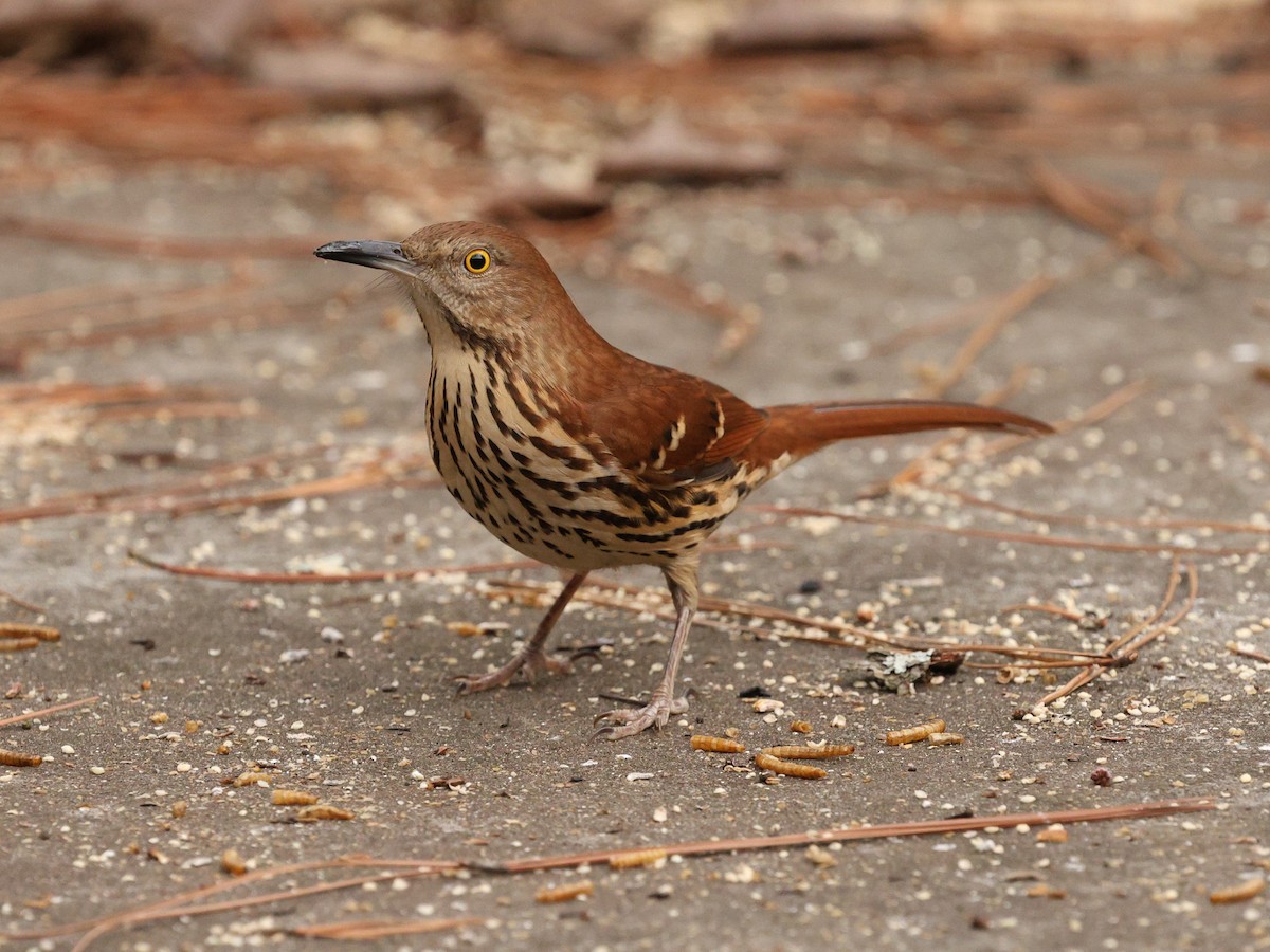 Moqueur roux - ML649165323