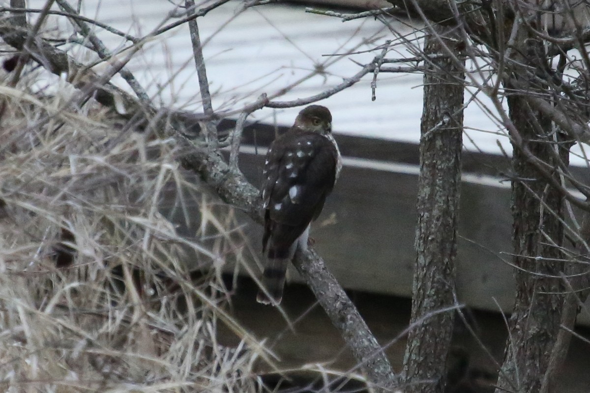 Sharp-shinned Hawk - ML649165328