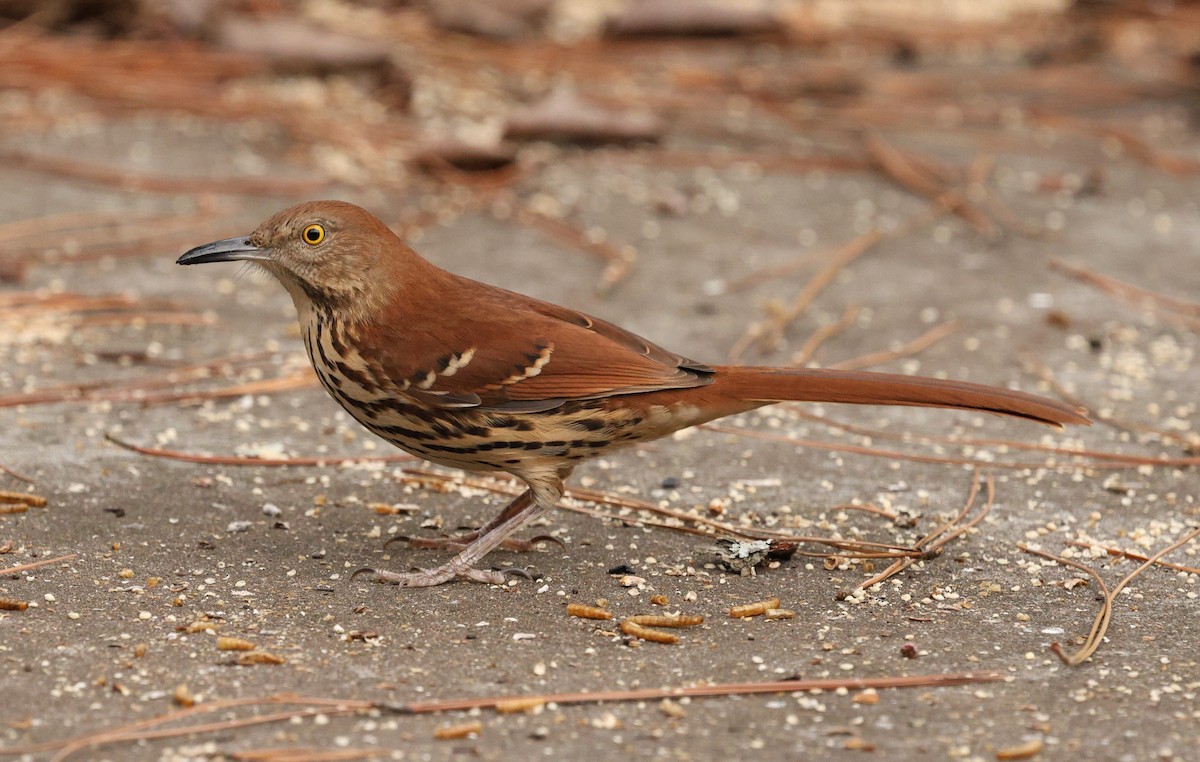 Moqueur roux - ML649165332