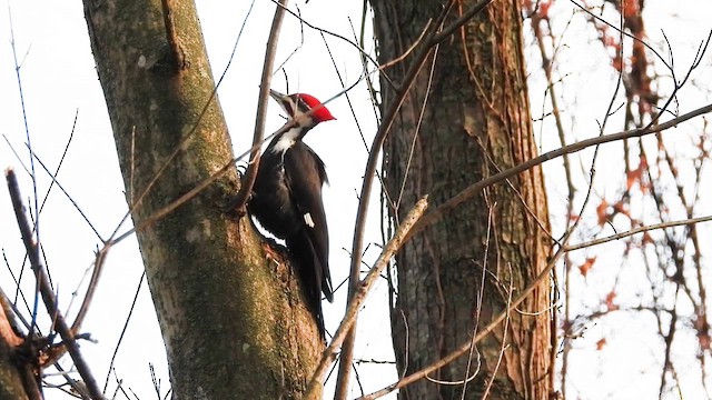 Хохлатая желна - ML649165357