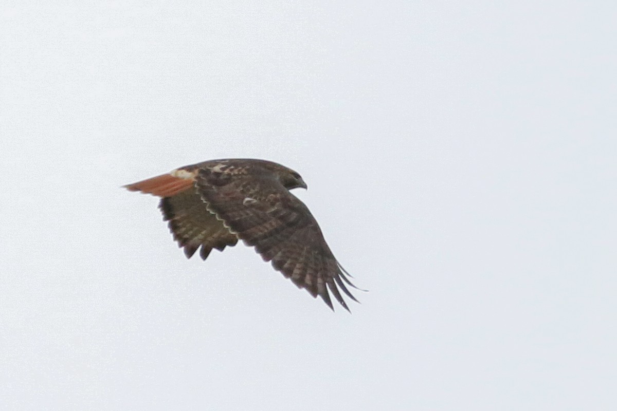 Red-tailed Hawk - ML649165366