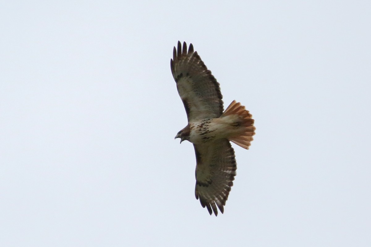 Red-tailed Hawk - ML649165367