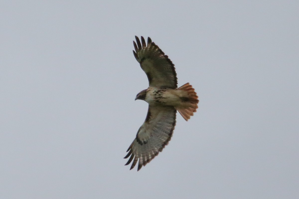 Red-tailed Hawk - ML649165368
