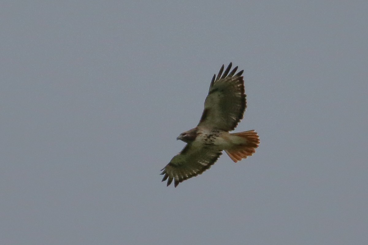 Red-tailed Hawk - ML649165369