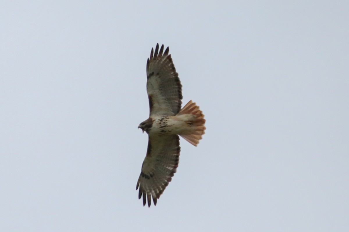 Red-tailed Hawk - ML649165370
