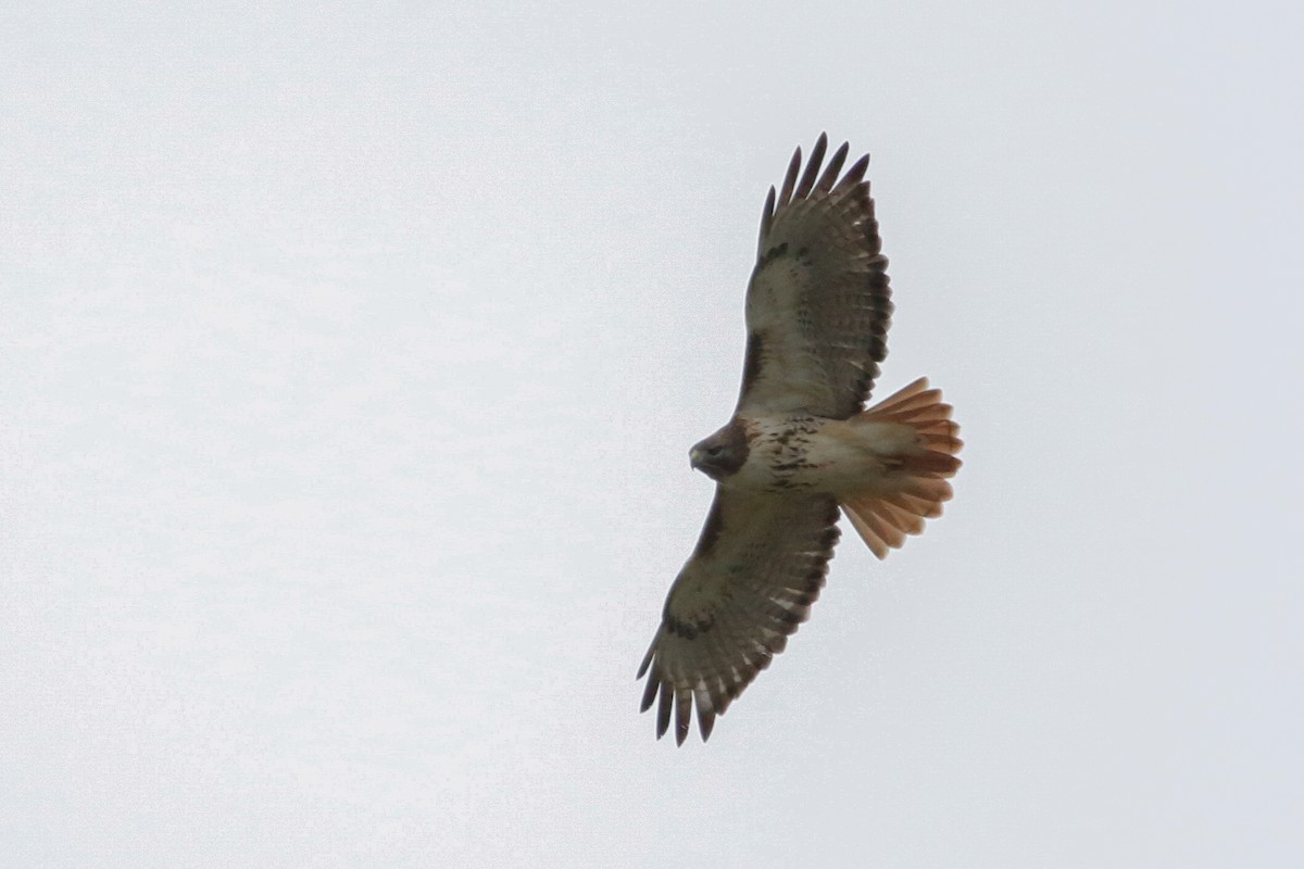 Red-tailed Hawk - ML649165371