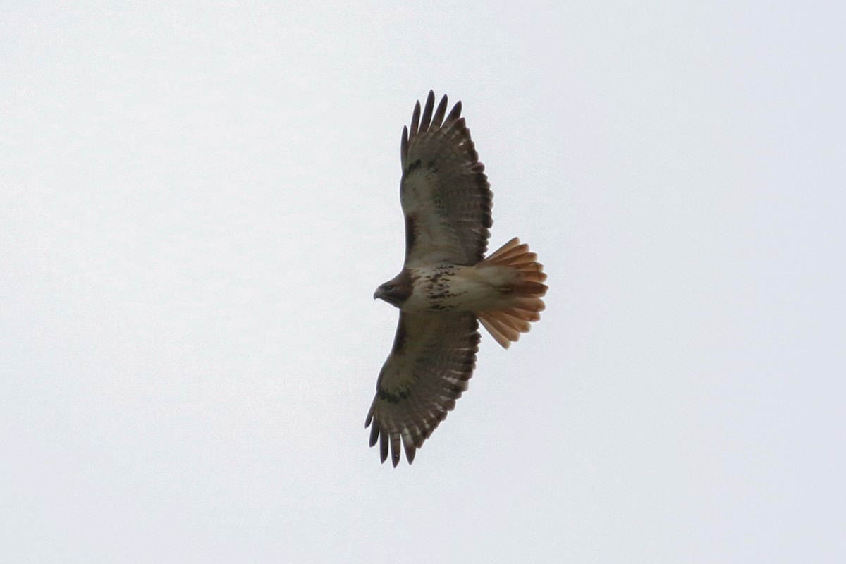 Red-tailed Hawk - ML649165372