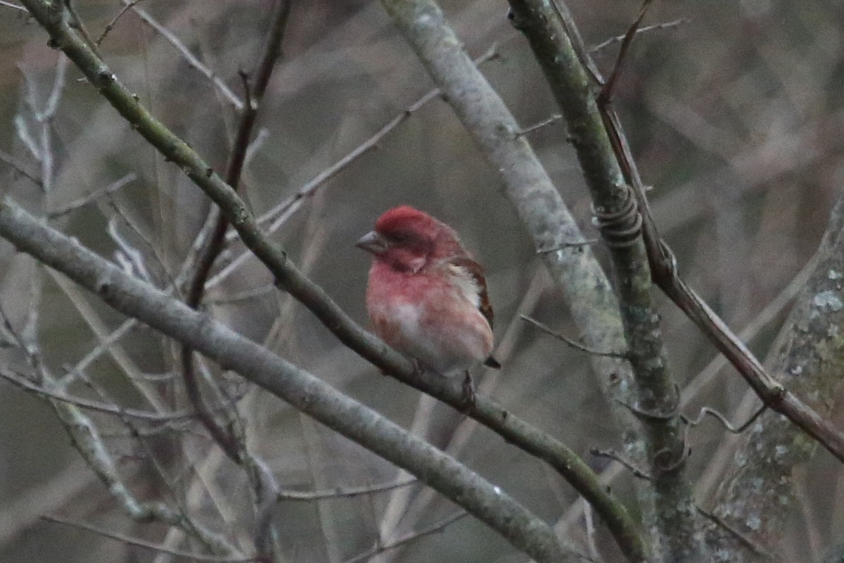 Purple Finch - ML649165392