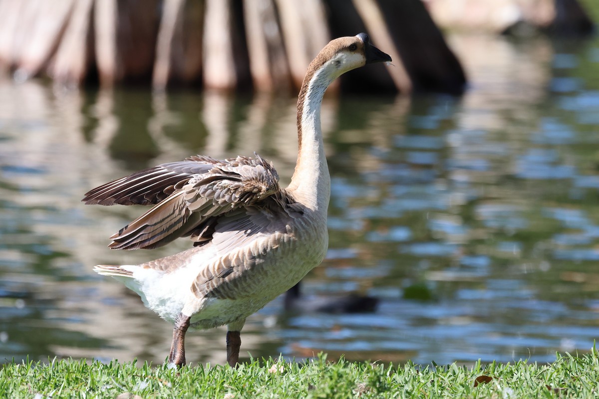 Ánsar Cisnal (variedad doméstica) - ML649165448