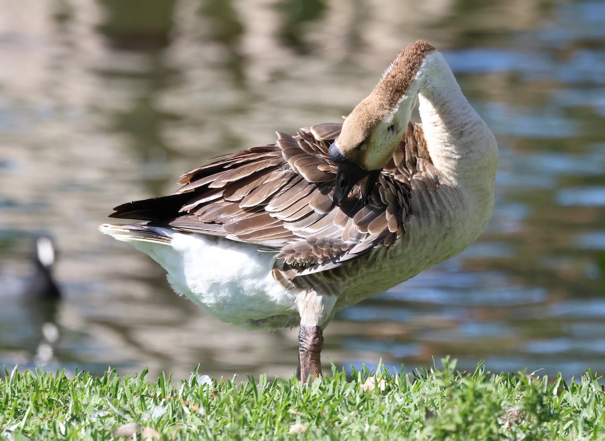 Ánsar Cisnal (variedad doméstica) - ML649165451