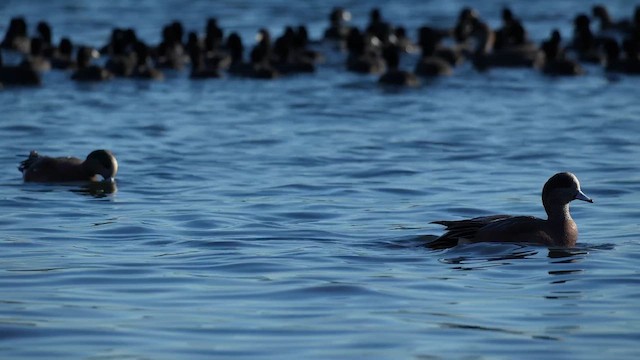 葡萄胸鴨 - ML649165557