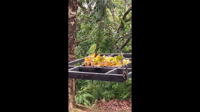 tirika tovi - ML649166015