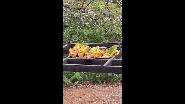 tirika tovi - ML649166016