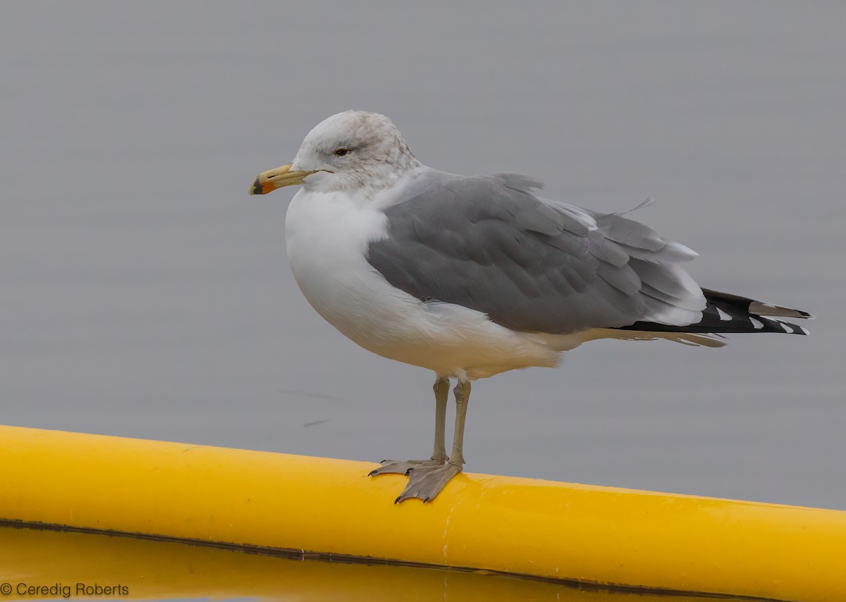 Kaio kaliforniarra - ML649166095