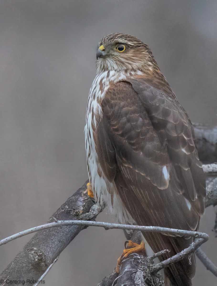 Sharp-shinned Hawk - ML649166105