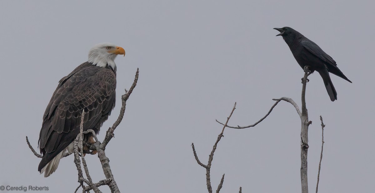 Itsas arrano buruzuria - ML649166110