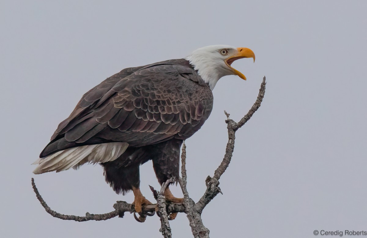 Itsas arrano buruzuria - ML649166113