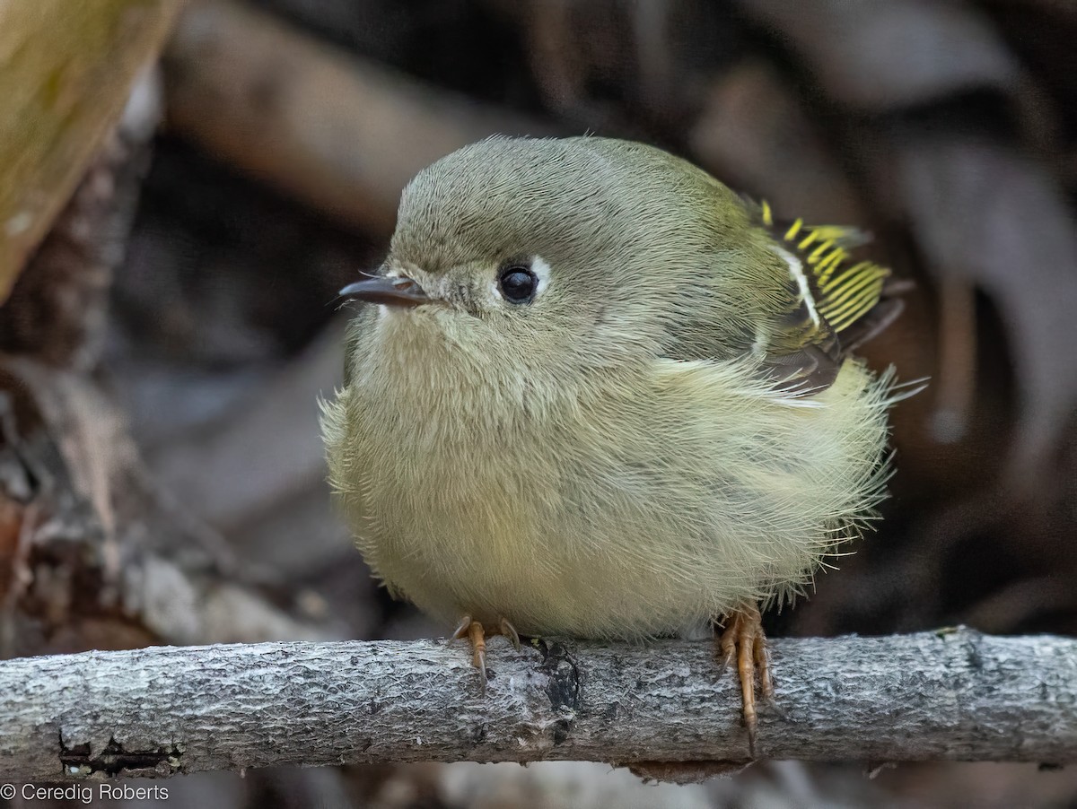 Erregetxo mottogorria - ML649166120