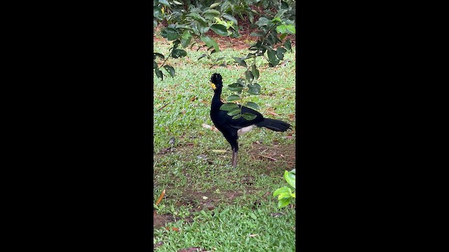 hoko proměnlivý - ML649166279