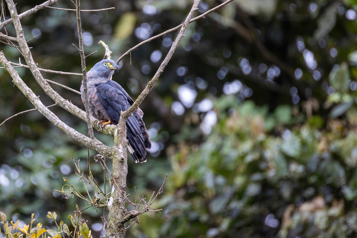 Hook-billed Kite (Hook-billed) - ML649166299