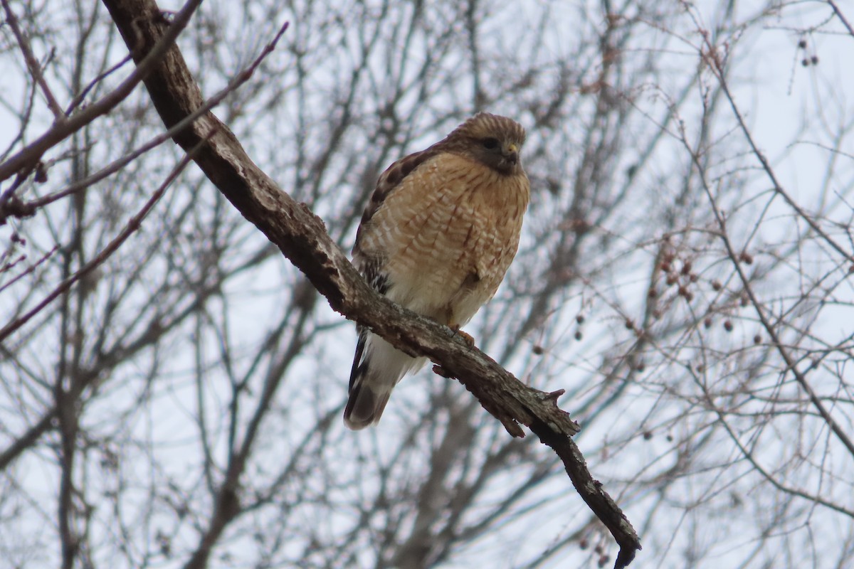 Red-shouldered Hawk - ML649166419