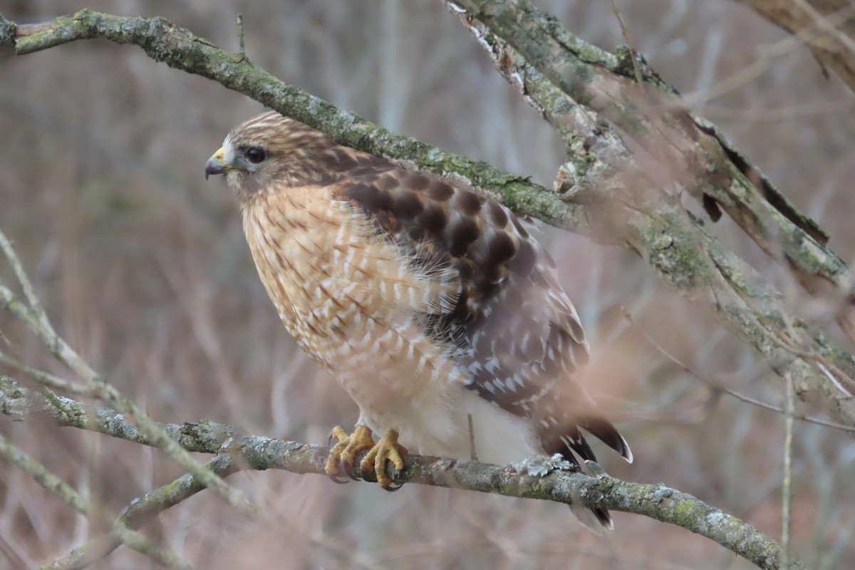 Red-shouldered Hawk - ML649166435