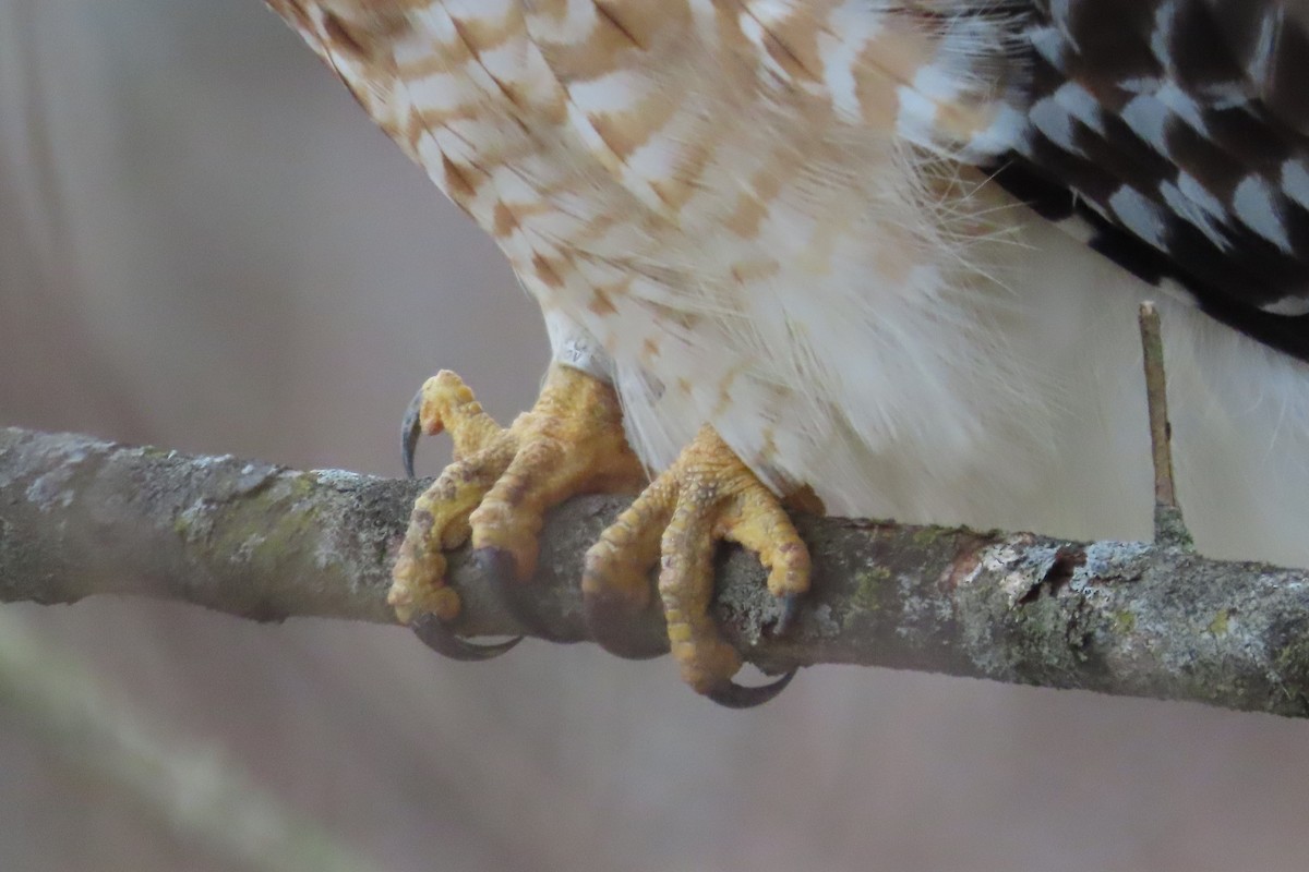 Red-shouldered Hawk - ML649166453