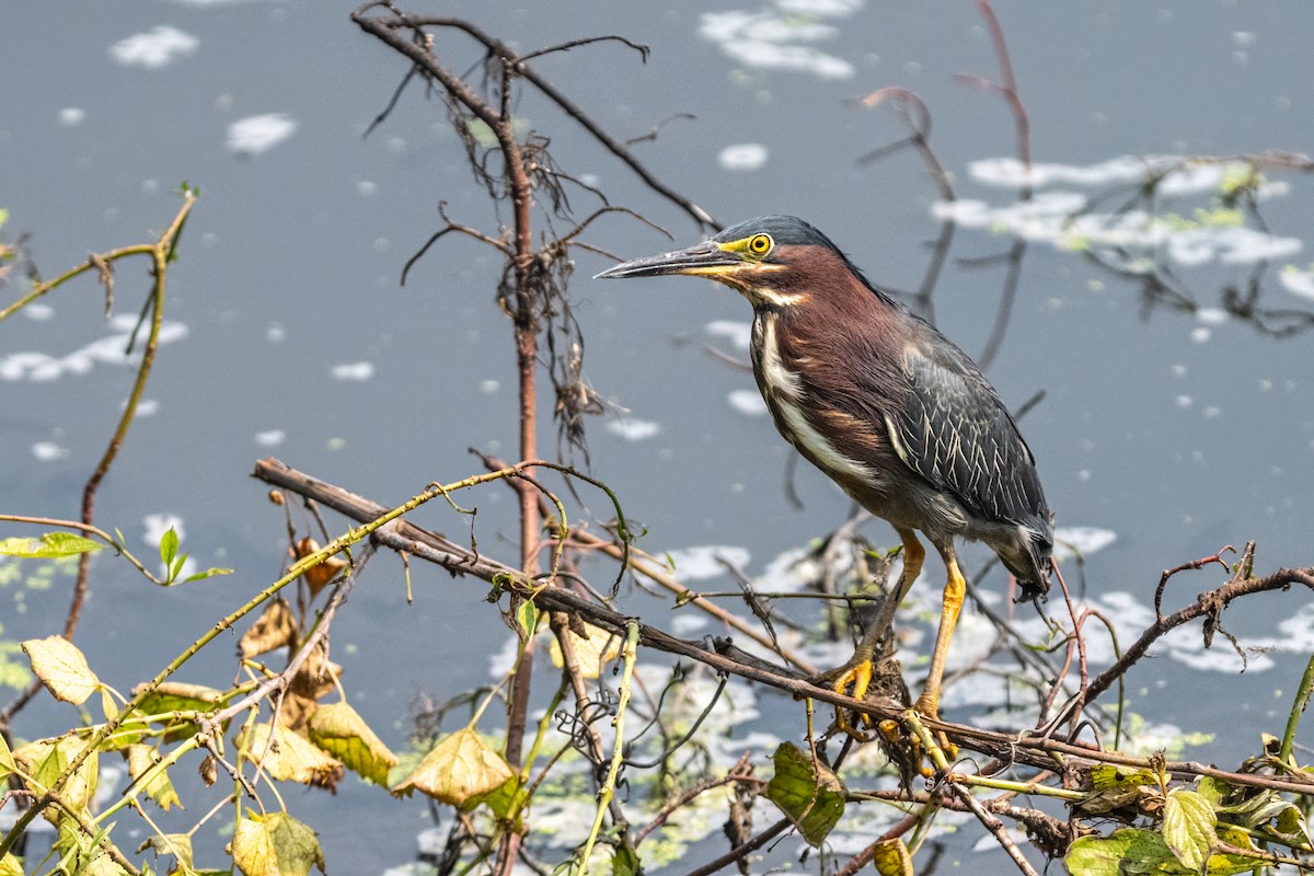 Green Heron - ML649166573