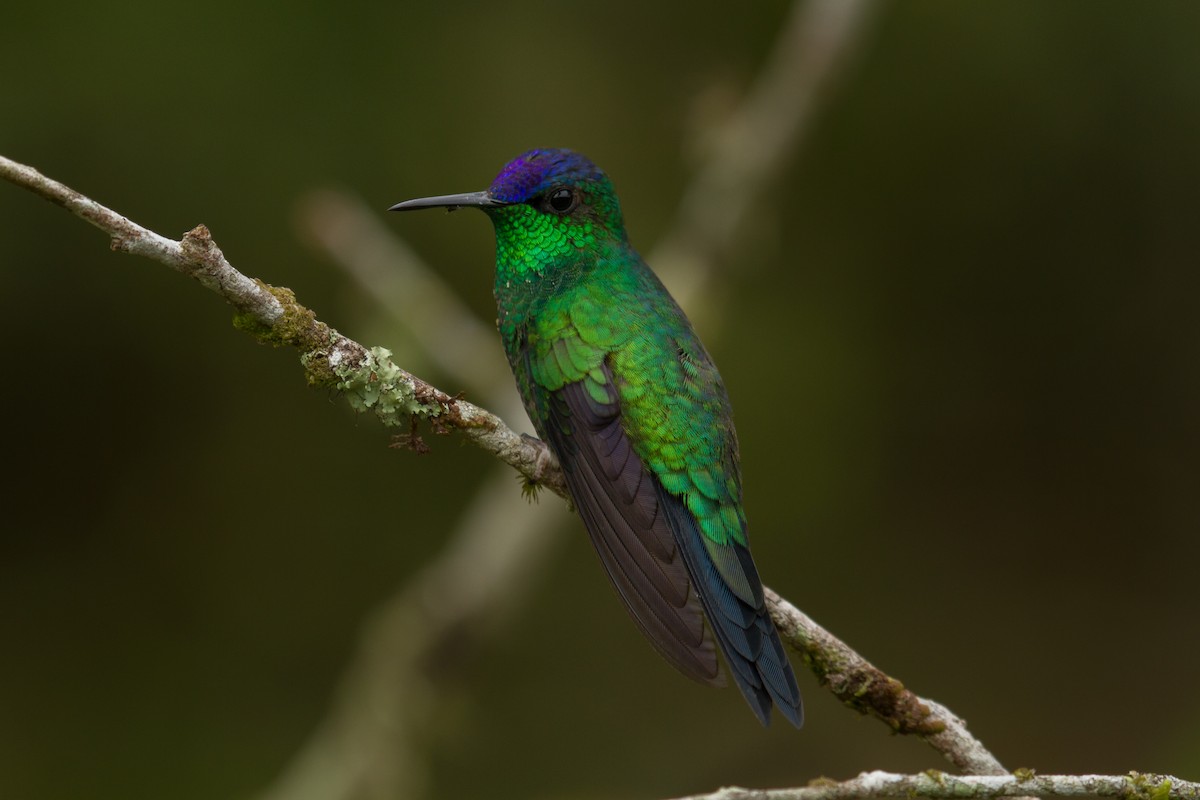 kolibřík fialovotemenný - ML64916661