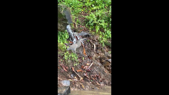 bukač středoamerický - ML649166925