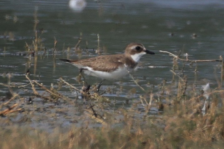 Tibetan Sand-Plover - ML649166935