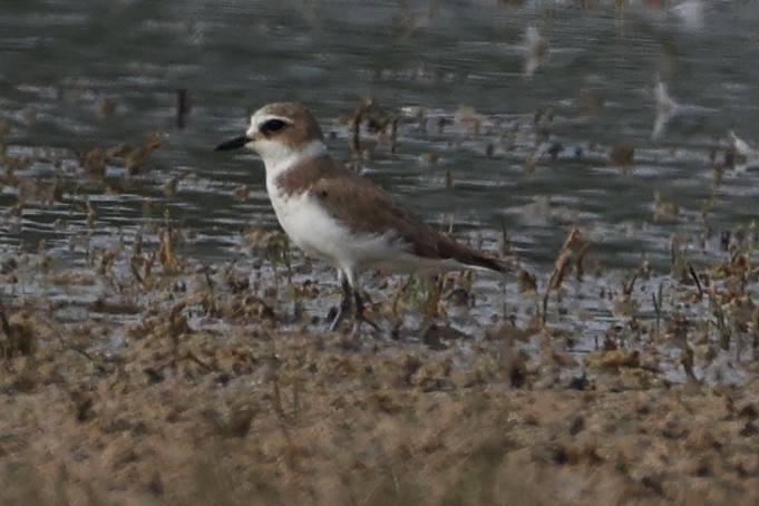 Tibetan Sand-Plover - ML649166936